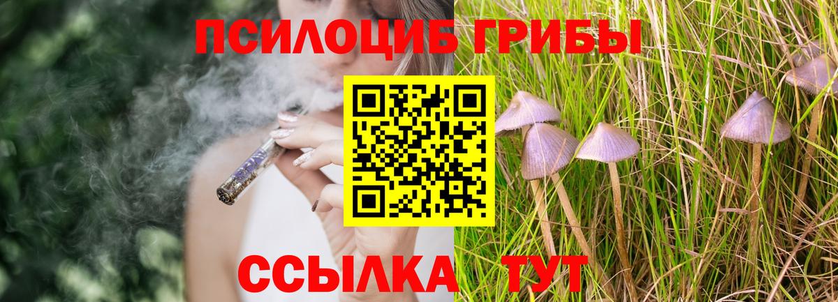 Александров  Галлюциногенные грибы Psilocybine cubensis  Вход с VPN 